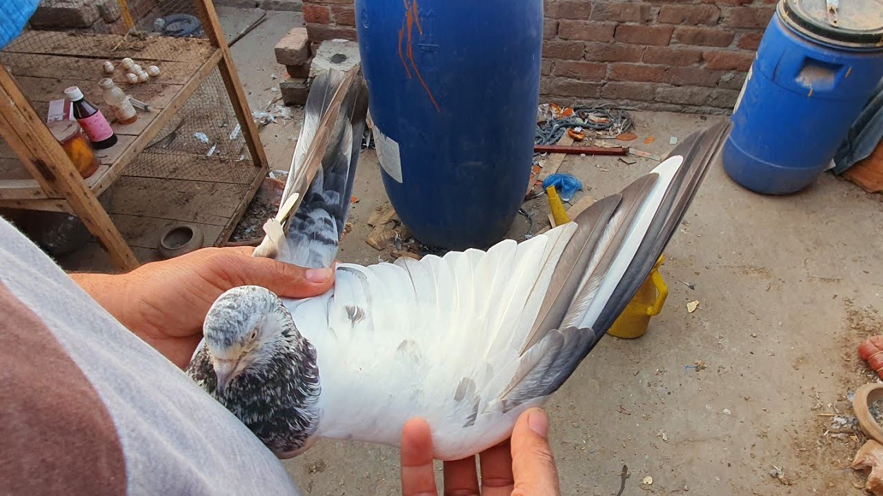 Ustado k breeder jory achy rsult waly 