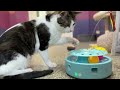 Fred video
