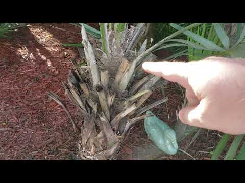 วีดีโอ: ฟลอริด้า Thatch Palm Care: Growing Florida Thatch Palms