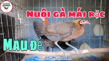 Cách nuôi gà mái rừng rặc mau đẻ trứng tại nhà. Tôi yêu động vật #garung #chicken #garungrac #pets