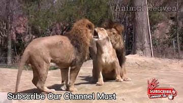 Female Lion Mating with Two Lions at the same Time - Animal Heaven #Shorts