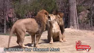 Female Lion Mating with Two Lions at the same Time - Animal Heaven #Shorts