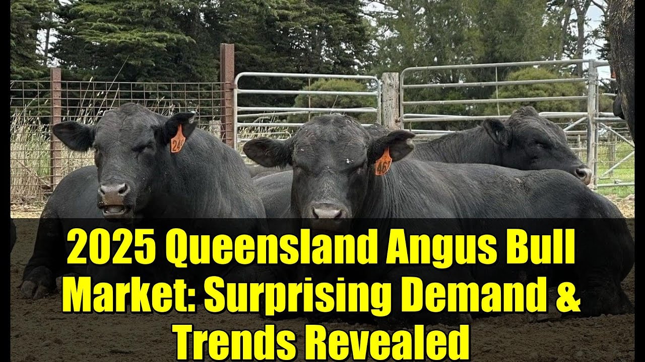 2025 Queensland Angus Bull Market: Surprising Demand & Trends Revealed