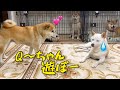 はじまりはいつも嫁・・・嫁のワンプロに付き合うQ太郎w #柴犬夫婦