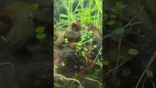 Live Aquarium Plant Seeds Combo