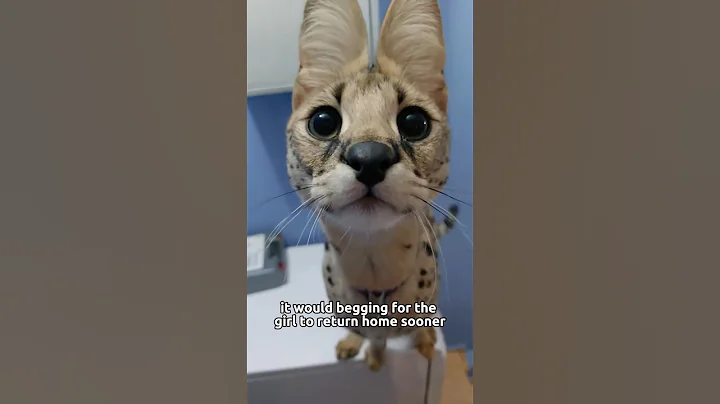 Watch the video about The serval disrupted her daughter’s studies #animals #serval #friendship #love #shorts