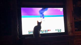 The 2018 Winter Olympics - Not Just For People, Cats Like Em' Too!