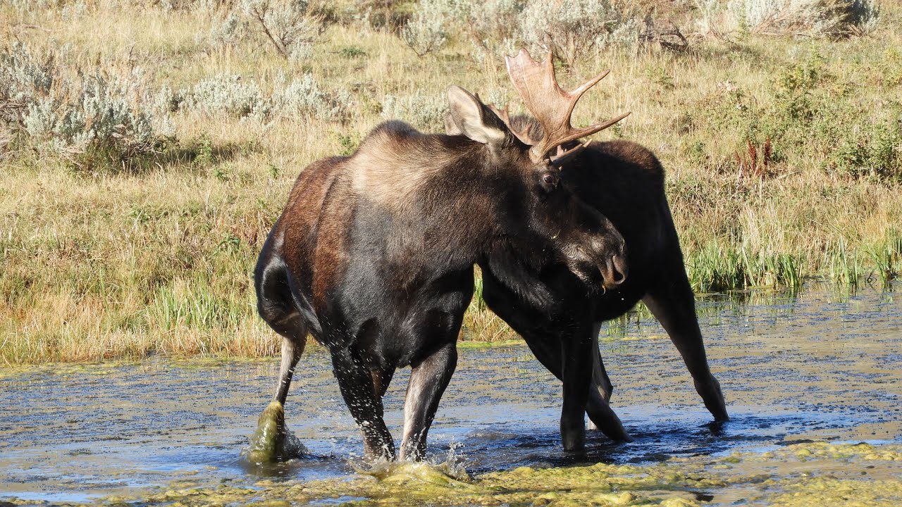 Moose sighting, Yellowstone National Park.