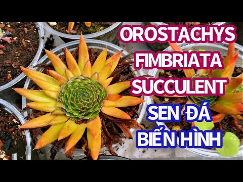 Video: Orostachys Dunce Cap là gì: Tìm hiểu về cách chăm sóc cây trồng trong vườn