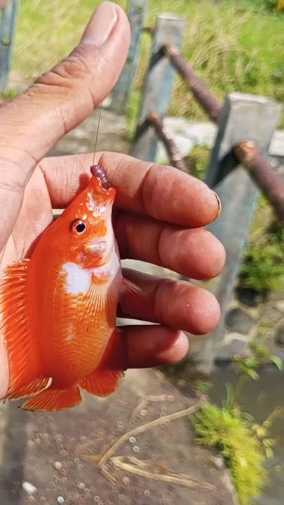 Red devil #quotes #yukberdoa #fishing #mancing #mancingmania #mancingliar #sungai #reddevils #fyp