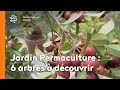 Jardin en Permaculture, 6 arbres à découvrir