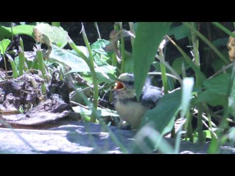 დაკარგული ჩიტუნა.ქვათახევის მონასტერი.2014.18.მაისი