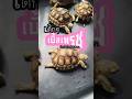 แดดอ่อนๆ ฟินๆ ท่าอาบไอแดด น่าเอ็นดูไม่ไหว #turtle #เต่าซูคาต้า #tortoise #pets #animals #cute