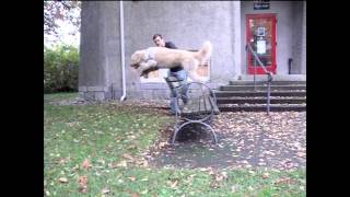 Researching Human Locomotion: Stelian Coros at TEDxZurich
