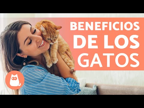 Video: ¿Cuáles son algunos nombres buenos gato masculino?