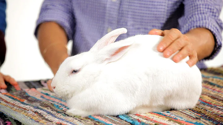 Can I Leave My Rabbit Alone for Weekend? | Pet Rabbits - DayDayNews