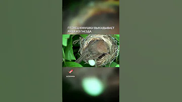 Птенец кукушки выкидывает яйца из гнезда  - интересные факты о птицах