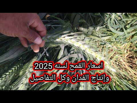 اسعار القمح لسنه 2025وانتاج الفدان ووزن الاردب وكل التفاصيل اللهم بارك في خير بلدنا