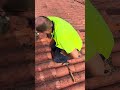 Repointing