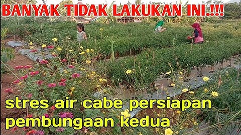 Stres Air Cabe Persiapan Pembungaan ke dua Agar Lebat Kembali || pertanian cabai merah keriting