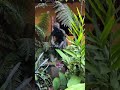 You have to do this open door Jeep tour through Tijuca National Park Rain Forest!! I booked through
