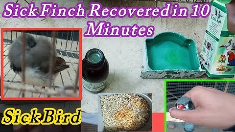 How To Treat Sick Zebra Finch Bird in Hospital Cage | Sick Zebra Finch Recovered With in 10 Minutes