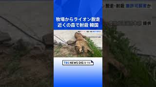 韓国で牧場からライオンが脱走…近くの森で射殺、無許可飼育か｜TBS NEWS DIG #shorts