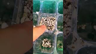 What materials you need to germinate and grow your rare aloe - agave- cactus from seed!