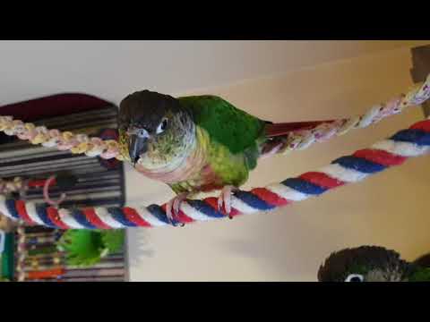 ჩიტები კოკო და ნიკო