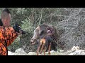 Bol Aksiyonlu ve maceralı Afyon yaban domuzu avımız / Wild boar hunting