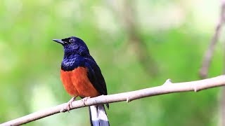 SEKEJAP murai batu anda LANGSUNG EMOSI (GEMBONG) & TARUNG dengan MURAI yang Emosi ini