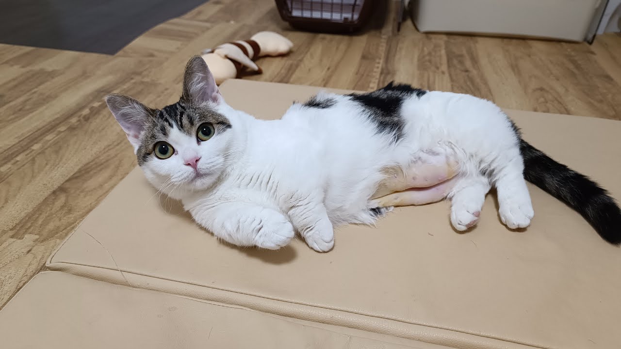 避妊手術直後とは思えないほどリラックスしている猫がこちらw