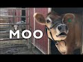Cow sounds real cows for kids cows go moo compilation