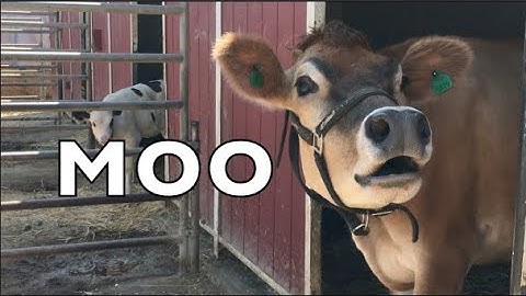 COW SOUNDS REAL COWS FOR KIDS: COWS GO MOO COMPILATION