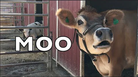 COW SOUNDS REAL COWS FOR KIDS: COWS GO MOO COMPILATION