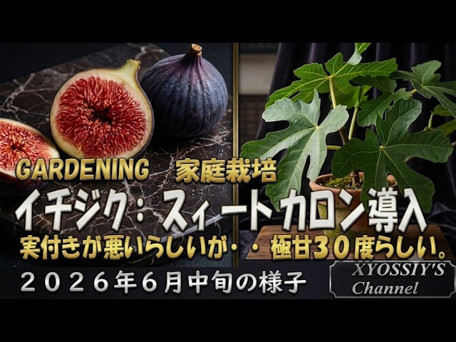 XYOSSIY's Fruit Tree Channel] Introducing the Sweet Caron Fig