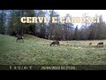 FOTOTRAPPOLAGGIO - CERVE e CAMOSCI (hunting camera)