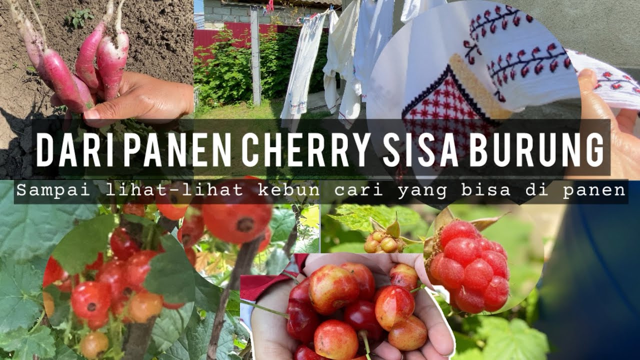 Мероприятия в восточноевропейской деревне | Есть ли ещё что-нибудь, что можно собрать? Загляните ...