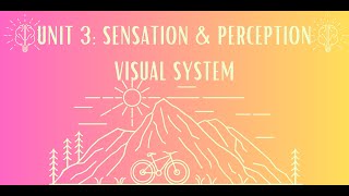 Unit 3: Visual System Notes #2