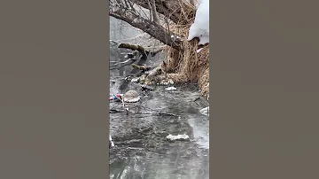 Ручей Микижа на Камчатке, в котором больше не водится рыба. Экология Камчатки. Мертвые водоемы