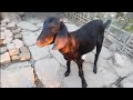 Bettal Cross F1 Goat In Assam.Cross Goat Farming In Tezpur Sonitpur Assam.JH Vlog Tezpur.