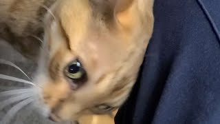 츄르가 먹고 싶은 고양이 츄르가 먹고 싶은 고양이