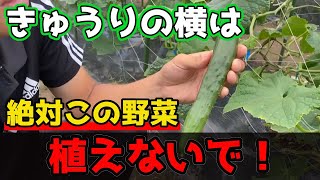 【きゅうり】の横に植えると相性が最悪すぎる野菜を紹介します。【家庭菜園】