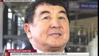 В Казахстане открылся завод по производству солодкового корня В Казахстане открылся завод по производству солодкового корня