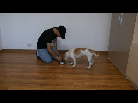 Video: Cum să învețe copiii să respecte câinii