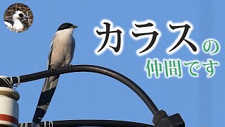 【野鳥観察】公園と海辺の鳥たち！一人で関東遠征！　Vlog42