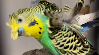 Some Information About Hagoromo Budgie (Also known as Helicopter Budgie)