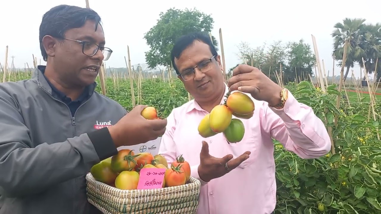 কীর্তিমান টমেটো : বায়ারের নতুন জাত ( চান্দিনা _ কুমিল্লা ২৪ই ফেব্রুয়ারি -২০২৬। 