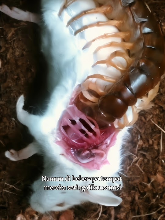 The Foot of Many Loves Children #uniquefacts #shortvideo #centipede