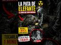La Pata de Elefante: el secreto bajo Chernóbil